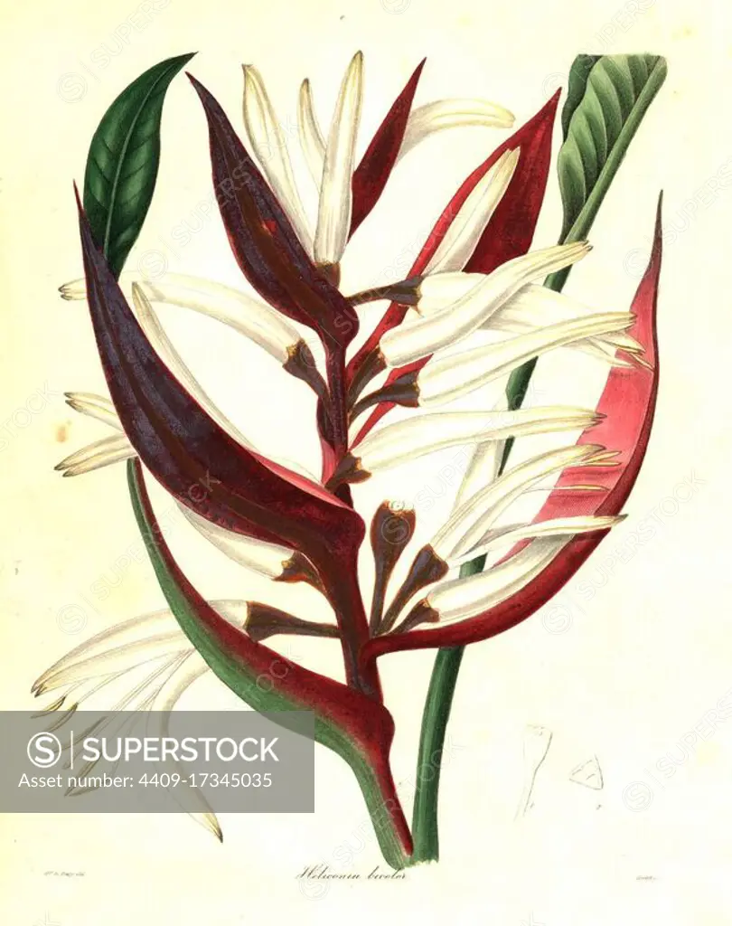 Heliconia angusta (Two-coloured heliconia, Heliconia bicolor). Handcoloured copperplate engraving by S. Nevitt after a botanical illustration by Mrs Priscilla Bury from Benjamin Maund and the Rev. John Stevens Henslow's The Botanist, London, 1836.