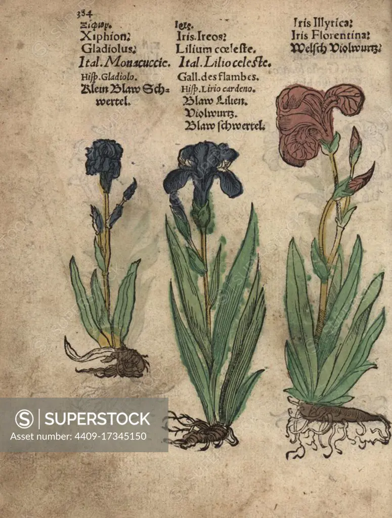 Gladiolus, Gladiolus communis, German iris, Iris germanica, and Florentine iris, Iris florentina. Handcoloured woodblock engraving of a botanical illustration from Adam Lonicer's Krauterbuch, or Herbal, Frankfurt, 1557. This from a 17th century pirate edition or atlas of illustrations only, with captions in Latin, Greek, French, Italian, German, and in English manuscript.