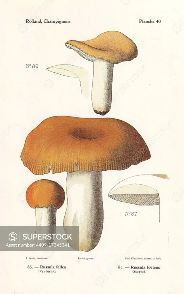 Geranium-scented Russula, Russula fellea, and stinking russula, Russula foetens. Chromolithograph by Lassus after an illustration by A. Bessin from Leon Rolland's Guide to Mushrooms from France, Switzerland and Belgium, Atlas des Champignons, Paul Klincksieck, Paris, 1910.