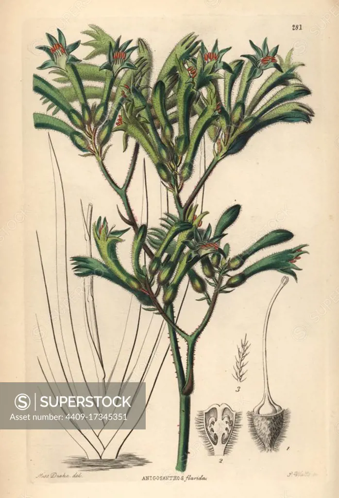 Tall kangaroo paw, Anigozanthos flavidus (Yellow-haired anigozanthus, Anigosanthus flavida. Handcoloured copperplate engraving by G. Barclay after Miss Sarah Drake from John Lindley and Robert Sweet's Ornamental Flower Garden and Shrubbery, G. Willis, London, 1854.