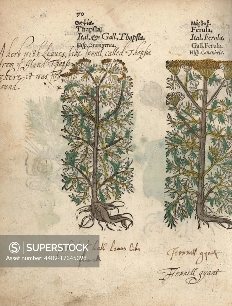 Villous deadly carrot, Thapsia villosa, and giant fennel, Ferula communis. A herb with leaves like fennel called Thapsia. Handcoloured woodblock engraving of a botanical illustration from Adam Lonicer's Krauterbuch, or Herbal, Frankfurt, 1557. This from a 17th century pirate edition or atlas of illustrations only, with captions in Latin, Greek, French, Italian, German, and in English manuscript.