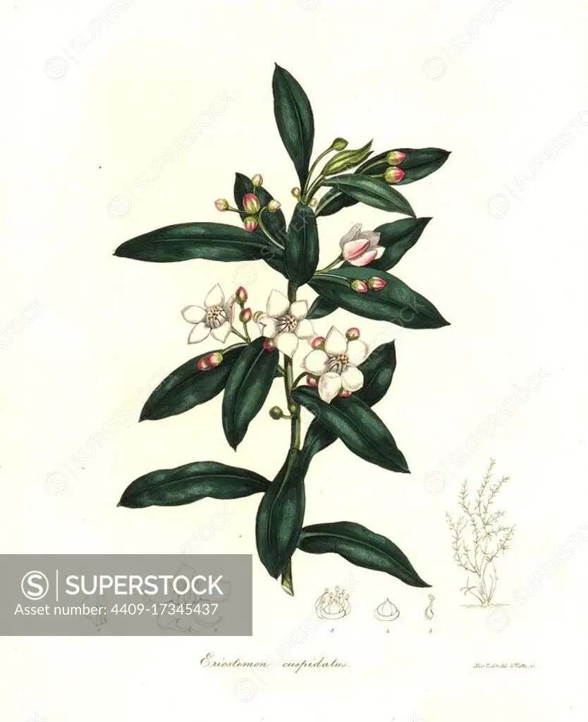 Long-leaf wax flower, Eriostemon myoporoides (Pointed-leaved eriostemon, Eriostemon cuspidatus). Handcoloured copperplate engraving by Watts after a botanical illustration by Miss Jane Taylor from Benjamin Maund and the Rev. John Stevens Henslow's The Botanist, London, 1836.