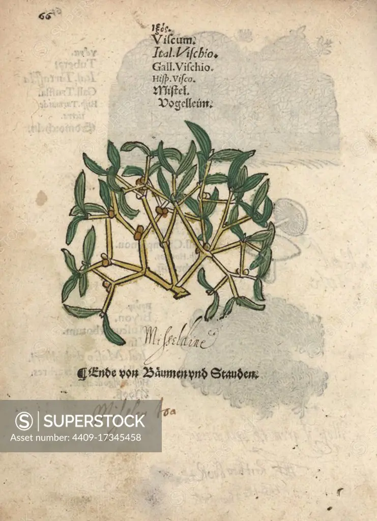 Mistletoe, Viscum album. Handcoloured woodblock engraving of a botanical illustration from Adam Lonicer's Krauterbuch, or Herbal, Frankfurt, 1557. This from a 17th century pirate edition or atlas of illustrations only, with captions in Latin, Greek, French, Italian, German, and in English manuscript.