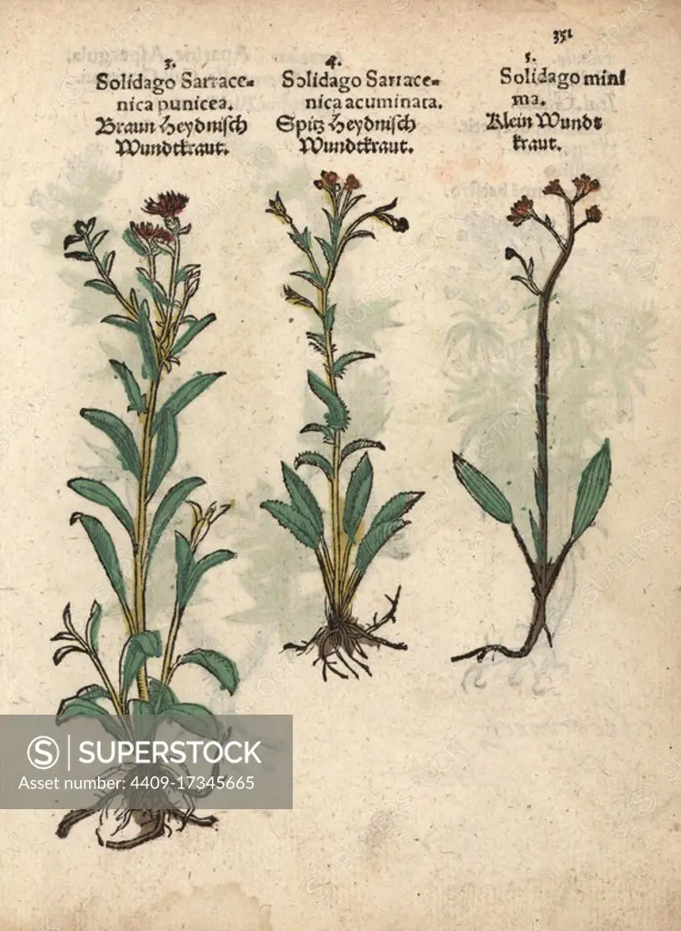 European goldenrod, Solidago virgaurea. Handcoloured woodblock engraving of a botanical illustration from Adam Lonicer's Krauterbuch, or Herbal, Frankfurt, 1557. This from a 17th century pirate edition or atlas of illustrations only, with captions in Latin, Greek, French, Italian, German, and in English manuscript.