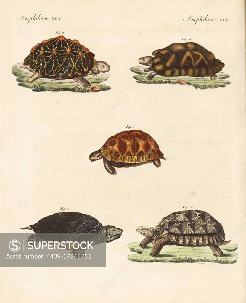 Scorpion mud turtle, Kinosternon scorpioides 1, endangered geometric tortoise, Psammobates geometricus 2, marginated tortoise, Testudo marginata 3, African spurred tortoise, Centrochelys sulcata 4, and Indian star tortoise, Geochelone elegans 5. Handcoloured copperplate engraving by Hessen from Friedrich Johann Bertuch's Bilderbuch fur Kinder (Picture Book for Children), Weimar, 1823.