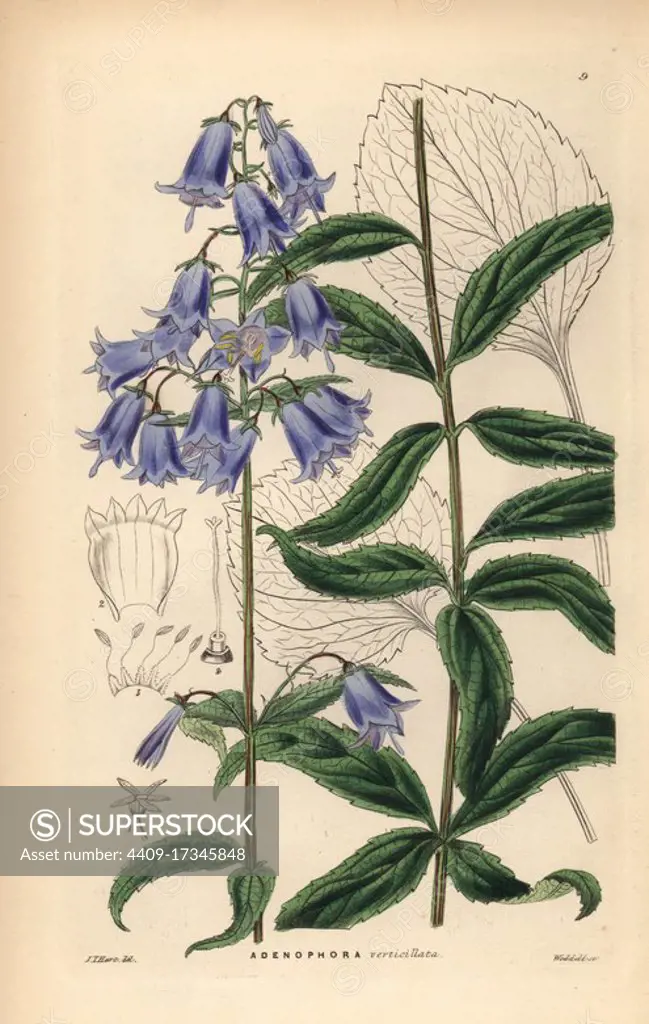 Japanese lady bell, Adenophora triphylla (Whorl-leaved adenophora, Adenophora verticillata). Handcoloured copperplate engraving by Weddell after J.T. Hart from John Lindley and Robert Sweet's Ornamental Flower Garden and Shrubbery, G. Willis, London, 1854.