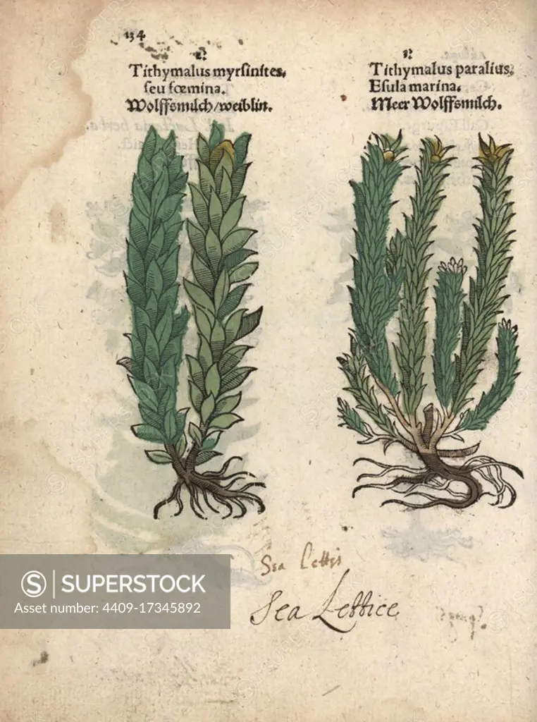 Myrtle spurge, Euphorbia myrsinites, and sea spurge, Euphorbia paralias. Handcoloured woodblock engraving of a botanical illustration from Adam Lonicer's Krauterbuch, or Herbal, Frankfurt, 1557. This from a 17th century pirate edition or atlas of illustrations only, with captions in Latin, Greek, French, Italian, German, and in English manuscript.