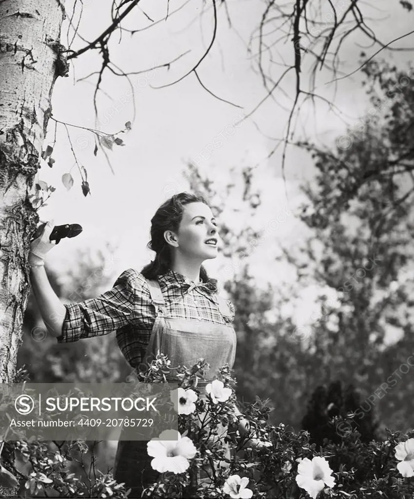 JEANNE CRAIN in LEAVE HER TO HEAVEN (1945), directed by JOHN M. STAHL.