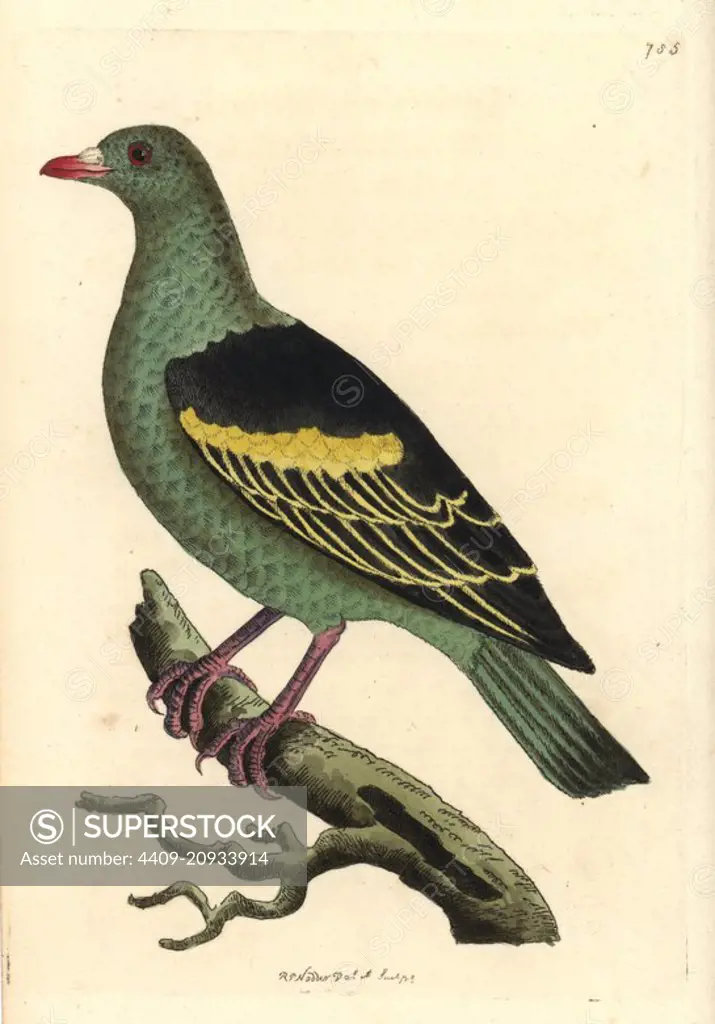 Sri Lanka or Pompadour green pigeon, Treron pompadora (Aromatic pigeon, Columba aromatica). Illustration drawn and engraved by Richard Polydore Nodder. Handcoloured copperplate engraving from George Shaw and Frederick Nodder's The Naturalist's Miscellany, London, 1806.