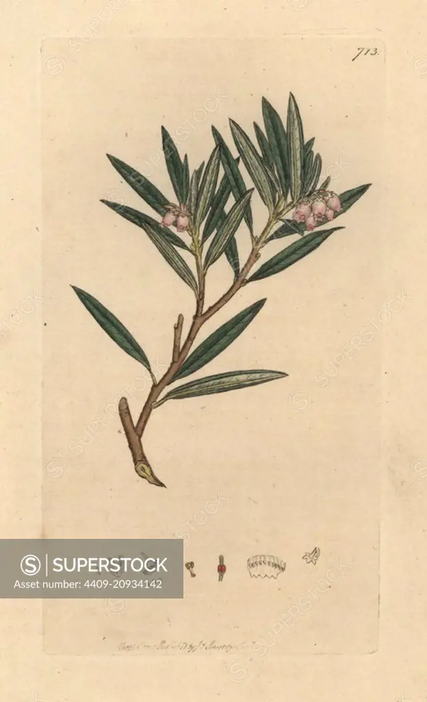 Bog rosemary or Marsh andromeda, Andromeda polifolia. Handcoloured copperplate engraving after a drawing by James Sowerby for James Smith's English Botany, 1800.