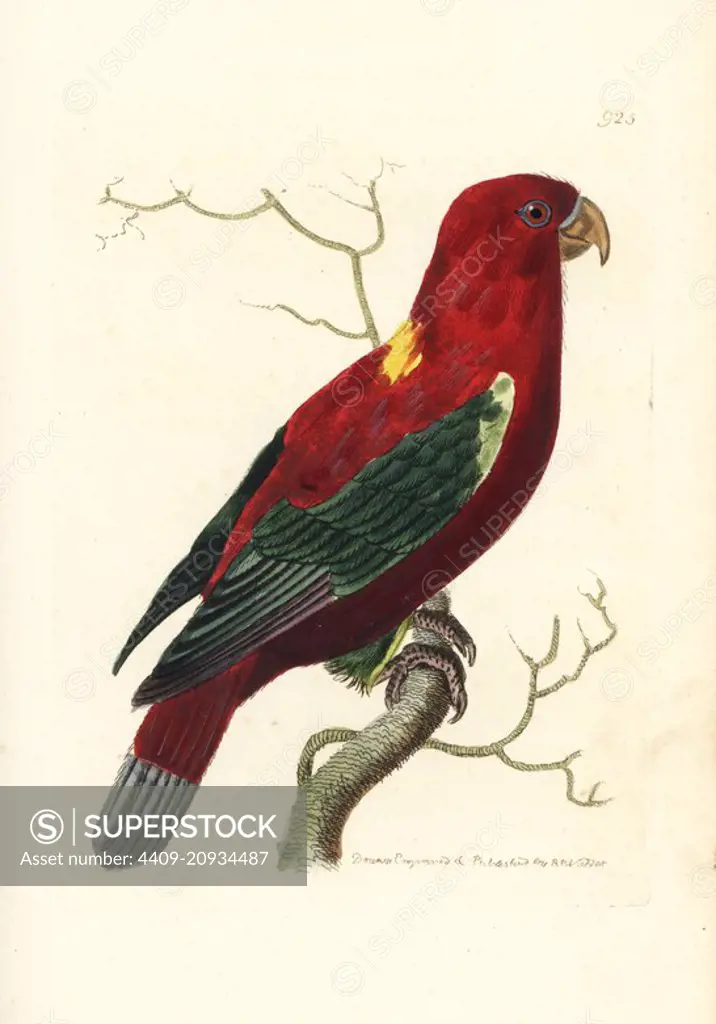 Chattering lory, Lorius garrulus. Vulnerable. (Ceram lory, Psittacus garrulus). Illustration drawn and engraved by Richard Polydore Nodder. Handcoloured copperplate engraving from George Shaw and Frederick Nodder's "The Naturalist's Miscellany," London, 1810.