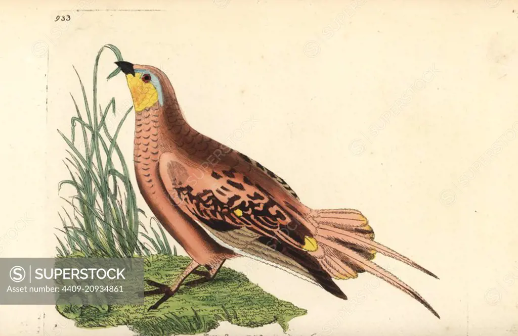 Spotted sandgrouse, Pterocles senegallus (Senegal grous, Tetrao senegalensis). Illustration drawn and engraved by Richard Polydore Nodder. Handcoloured copperplate engraving from George Shaw and Frederick Nodder's "The Naturalist's Miscellany," London, 1810.