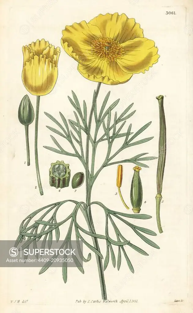 Mexican tulip poppy, Hunnemannia fumariifolia (Fumitory-leaved hunnemannia, Hunnemannia fumariaefolia). Handcoloured copperplate engraving by Swan after an illustration by William Jackson Hooker from Samuel Curtis's "Botanical Magazine," London, 1831.
