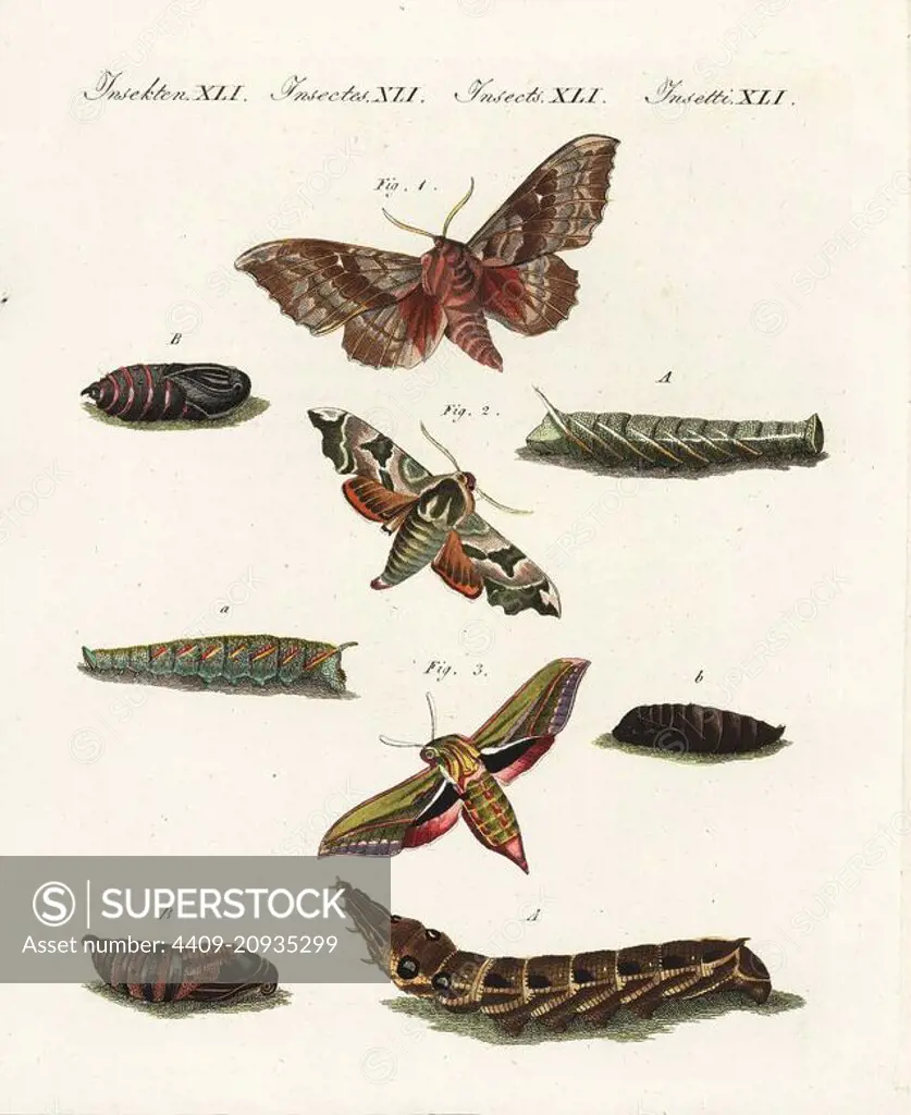Poplar hawk-moth, Laothoe populi 1, lime hawk-moth, Mimas tiliae 2, and elephant hawk-moth, Deilephila elpenor 3, with caterpillar and pupa. Handcoloured copperplate engraving from Bertuch's "Bilderbuch fur Kinder" (Picture Book for Children), Weimar, 1805. Friedrich Johann Bertuch (1747-1822) was a German publisher and man of arts most famous for his 12-volume encyclopedia for children illustrated with 1,200 engraved plates on natural history, science, costume, mythology, etc., published from 1790-1830.