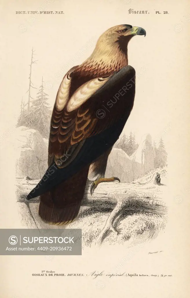 Eastern imperial eagle, Aquila heliaca. Vulnerable. Handcoloured engraving by Fournier after an illustration by Edouard Travies from Charles d'Orbigny's Dictionnaire Universel d'Histoire Naturelle (Dictionary of Natural History), Paris, 1849.