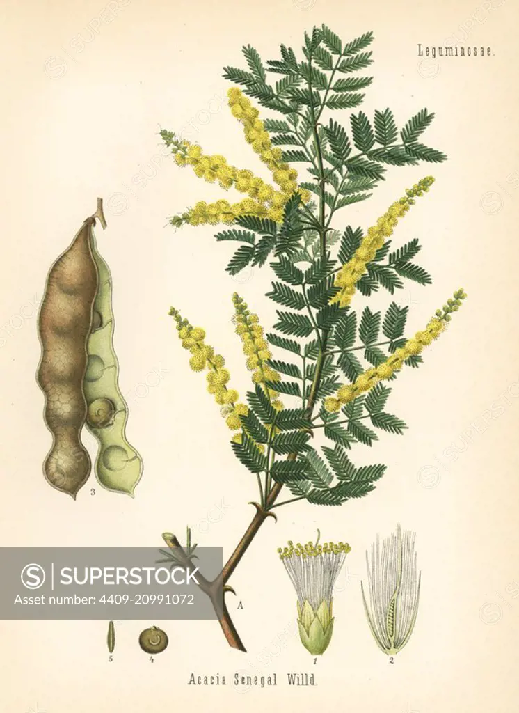 Gum acacia or gum arabic tree, Acacia senegal. Chromolithograph after a botanical illustration from Hermann Adolph Koehler's Medicinal Plants, edited by Gustav Pabst, Koehler, Germany, 1887.