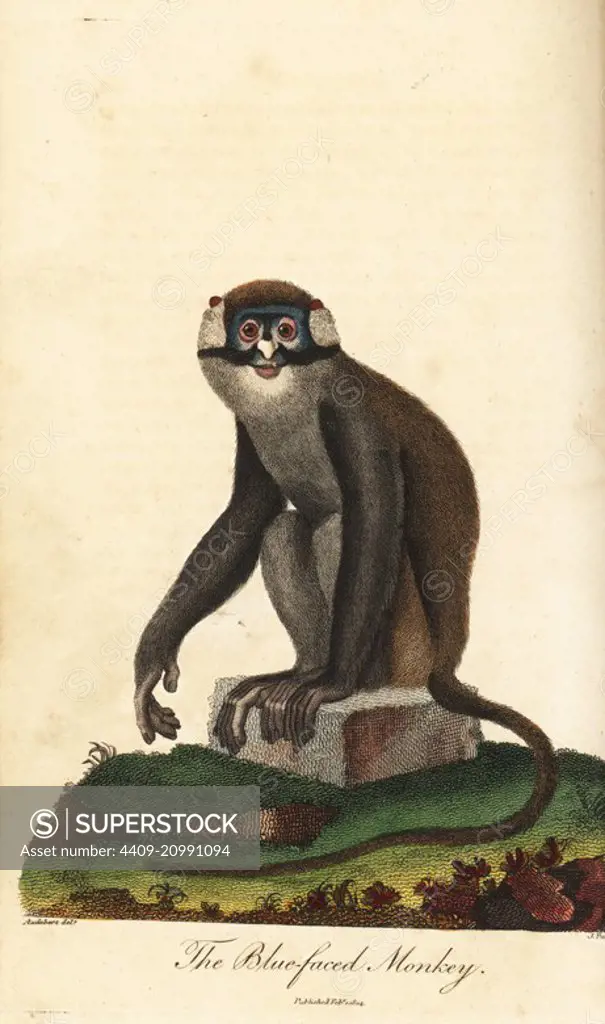 Red-tailed monkey, Cercopithecus ascanius (Blue-faced monkey, Simia ascanius). Handcoloured copperplate engraving by J. Pass after an illustration by Jean Baptiste Audebert from Ebenezer Sibly's Universal System of Natural History, London, 1795.