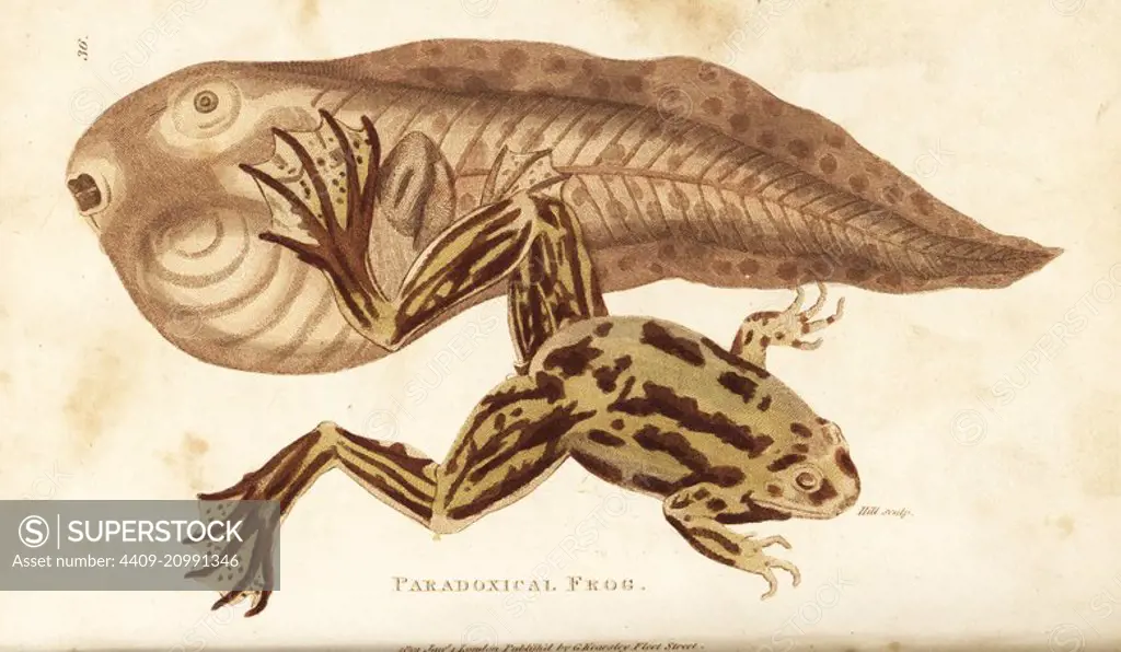 Paradoxical frog or shrinking frog, Pseudis paradoxa (paradoxical frog, Rana paradoxa). Adult frog and giant tadpole. Handcoloured copperplate engraving by Hill after an illustration by George Shaw from his General Zoology, Amphibia, London, 1801.