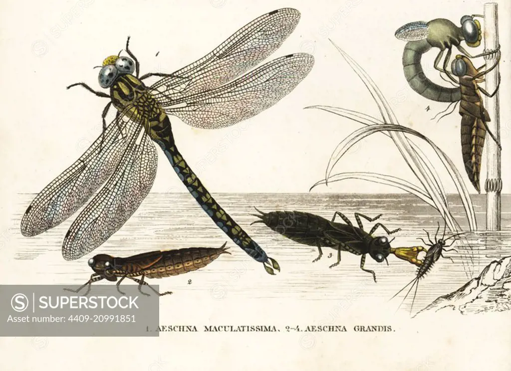 Southern hawker or blue hawker dragonfly, Aeshna cyanea (Aeschna maculatissima), and brown hawker, Aeshna grandis, nymph, and during metamorphosis. Handcoloured lithograph from Georg Friedrich Treitschke's Gallery of Natural History, Naturhistorischer Bildersaal des Thierreiches, Liepzig, 1842.