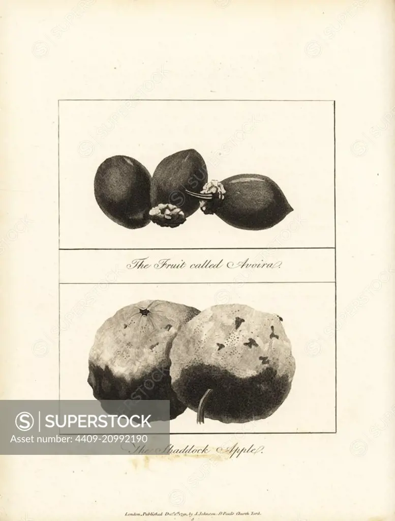 Tucuma or avoira palm nuts, Astrocaryum aculeatum, and pomelo or shaddock apple, Citrus maxima. Copperplate engraving after an original illustration by Captain John Gabriel Stedman from his Narrative of a Five Years' Expedition against the Revolted Negroes of Surinam, J. Johnson, London, 1813.