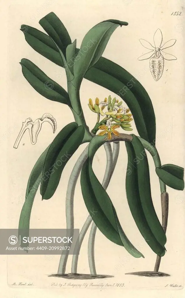 Acampe praemorsa orchid (Pimpled saccolabium, Saccolabium papilosum). Handcoloured copperplate engraving by S. Watts after an illustration by M. Hart from Sydenham Edwards' Botanical Register, Ridgeway, London, 1833.