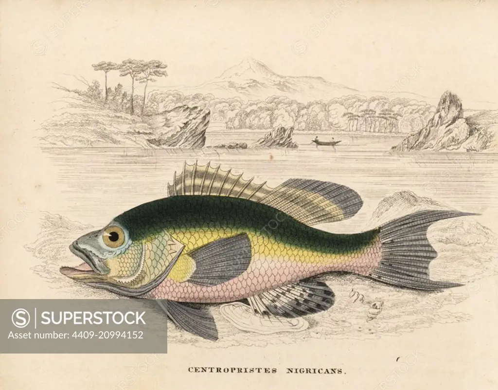 Black sea bass, Centropristis striata (Centropristes nigricans).