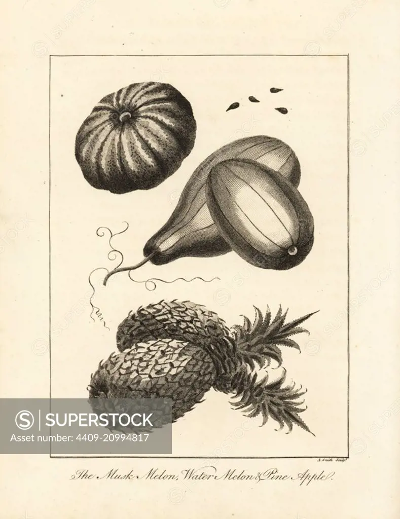 Musk melon, Cucumis melo, watermelon, Citrullus vulgaris, and pineapple, Ananas comosus. Copperplate engraving by A. Smith after an original illustration by Captain John Gabriel Stedman from his Narrative of a Five Years' Expedition against the Revolted Negroes of Surinam, J. Johnson, London, 1813.