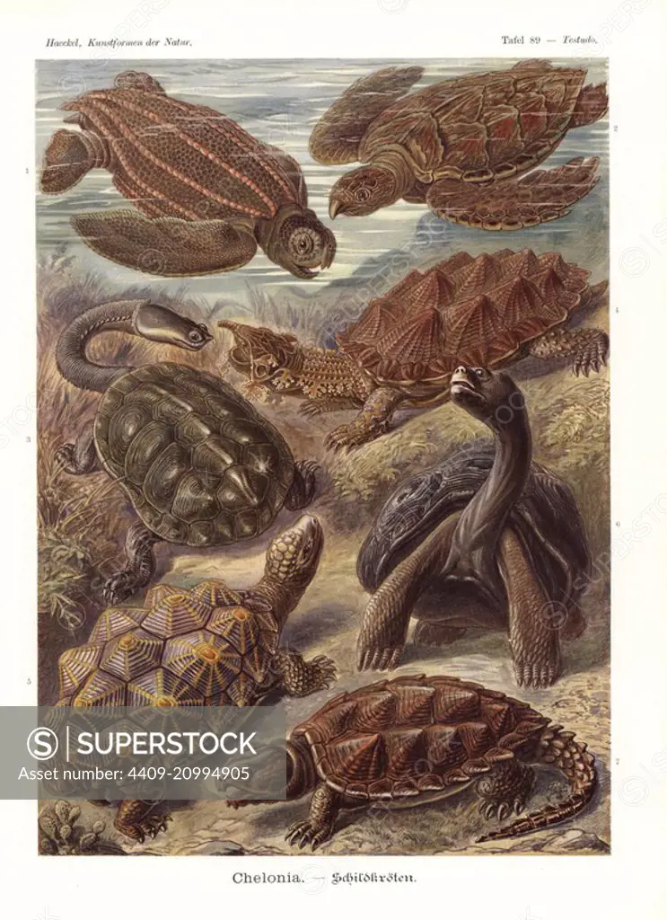 Chelonia: Leatherback turtle, Dermochelys coriacea, hawksbill turtle, Eretmochelys imbricata (critically endangered), Argentine snake-necked turtle, Hydromedusa tectifera, Mata mata, Geochelone nigra, geometric turtle, Psammobates geometricus (endangered), Galapagos tortoise, Dipsochelys dussumieri, and common snapping turtle, Chelydra serpentina. Chromolithograph by Adolf Glitsch from an illustration by Ernst Haeckel from Art Forms in Nature, Kunstformen der Natur, Liepzig, Germany, 1904.