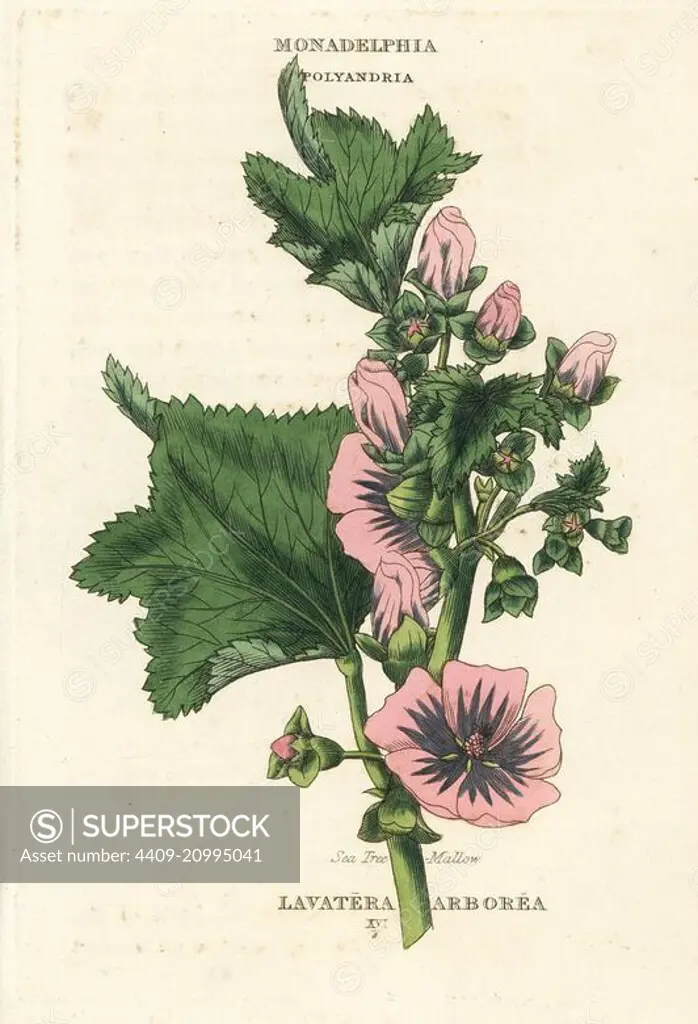 Sea tree mallow, Malva arborea (Lavatera arborea). Handcoloured copperplate engraving after an illustration by Richard Duppa from his The Classes and Orders of the Linnaean System of Botany, Longman, Hurst, London, 1816.