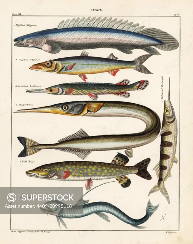 Nile bichir, Polypterus bichir, barracuda, Sphyraena barracuda, longnose gar, Lepidosteus osseus, sea needle, Belone belone, ballyhoo halfbeak, Hemiramphus brasiliensis, Sloane's viperfish, Chauliodus sloani, and pike, Esox lucius. Lithograph from Lorenz Oken's Universal Natural History, Allgemeine Naturgeschichte fur alle Stande, Stuttgart, 1841.