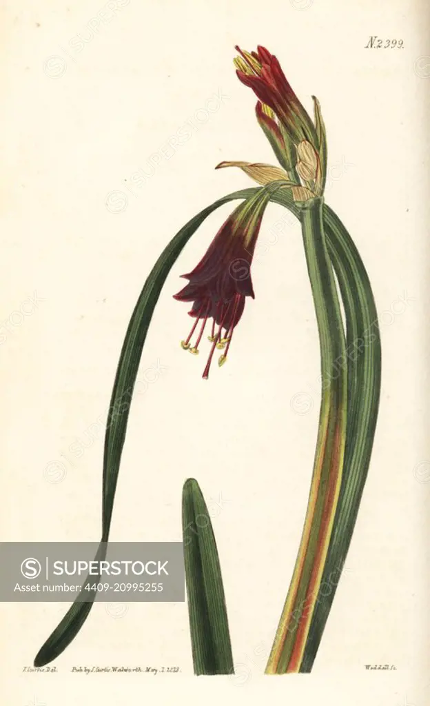 Phycella cyrtanthoides (Cyrtanthus-like amaryllis, Amaryllis cyrtanthoides). Handcoloured copperplate engraving by Weddell after a botanical illustration by John Curtis from William Curtis' Botanical Magazine, Samuel Curtis, London, 1823.