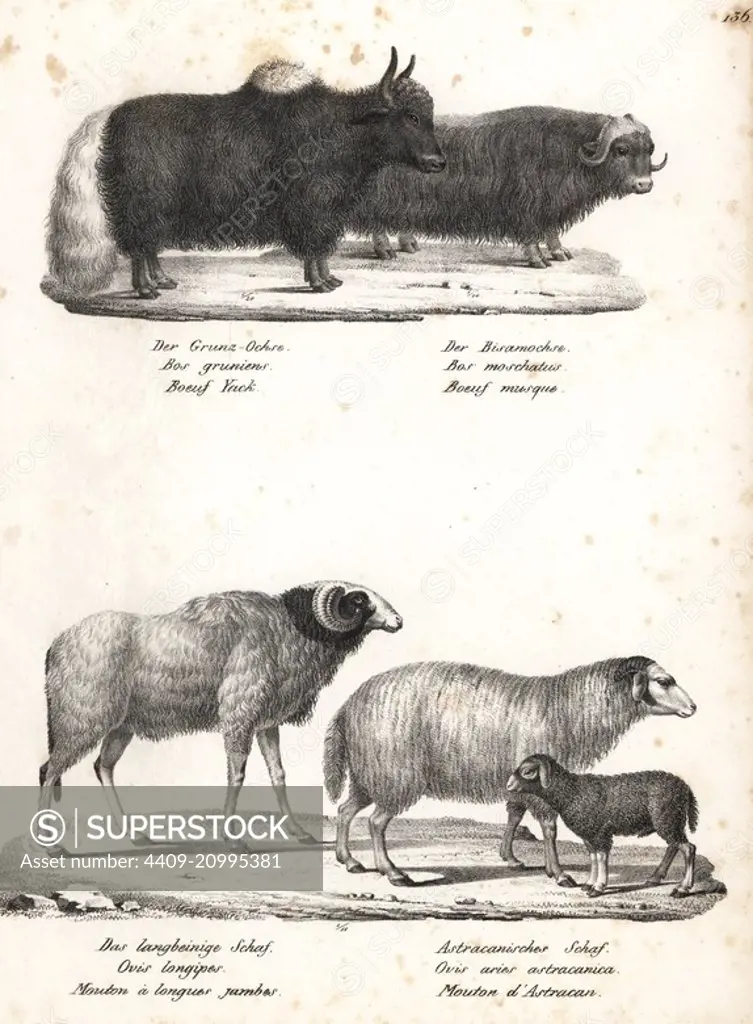 Yak, Bos grunniens (vulnerable), musk ox, Ovibos moschatus, wild barbary sheep, Ovis longipes palaeoaegyptiacus (extinct), and red sheep, Ovis aries. Lithograph by Karl Joseph Brodtmann from Heinrich Rudolf Schinz's Illustrated Natural History of Men and Animals, 1836.