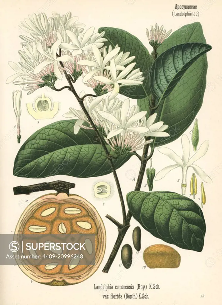 Bungo fruit, mbungo, or rubber vine, Saba comorensis (Landolphia comorensis var. florida). Chromolithograph after a botanical illustration from Hermann Adolph Koehler's Medicinal Plants, edited by Gustav Pabst, Koehler, Germany, 1887.