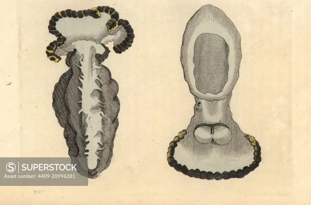 Tethys sea slug, Tethys fimbria (Crenulated tethys). Illustration drawn and engraved by Richard Polydore Nodder. Handcoloured copperplate engraving from George Shaw and Frederick Nodder's The Naturalist's Miscellany, London, 1801.