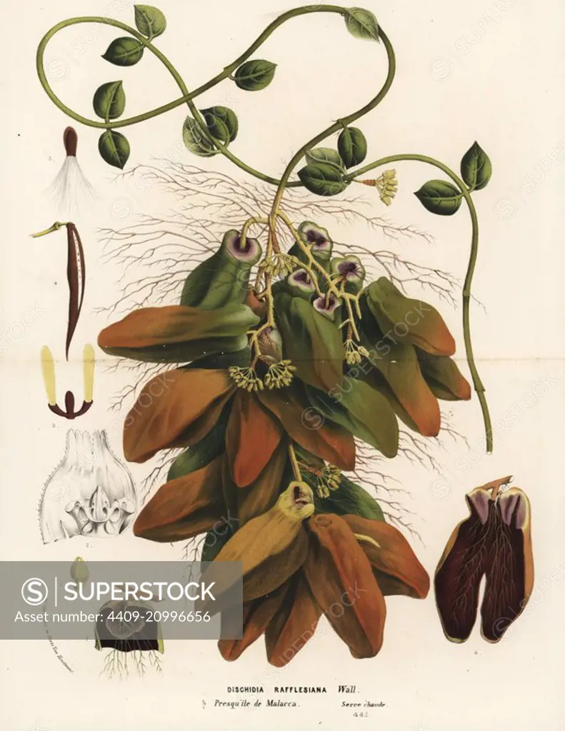 Malayan urn vine, Dischidia major (Dischidia rafflesiana). Handcoloured lithograph from Louis van Houtte and Charles Lemaire's Flowers of the Gardens and Hothouses of Europe, Flore des Serres et des Jardins de l'Europe, Ghent, Belgium, 1862-65.