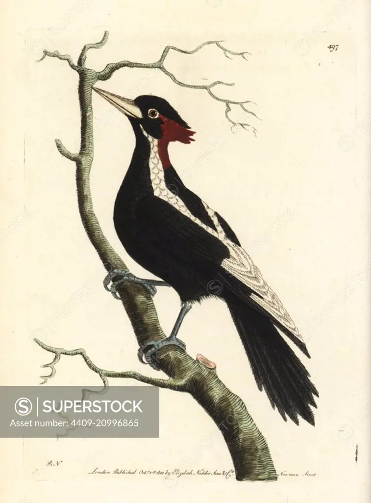 Ivory-billed woodpecker, Campephilus principalis (White billed woodpecker Picus principalis). Critically endangered. Illustration drawn and engraved by Richard Polydore Nodder. Handcoloured copperplate engraving from George Shaw and Frederick Nodder's The Naturalist's Miscellany, London, 1801.