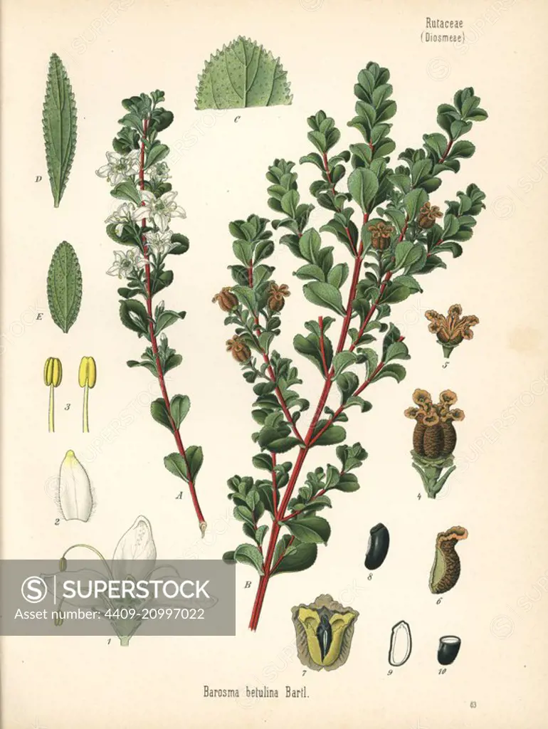 Round leaf buchu, Agathosma betulina (Barosma betulina). Chromolithograph after a botanical illustration from Hermann Adolph Koehler's Medicinal Plants, edited by Gustav Pabst, Koehler, Germany, 1887.