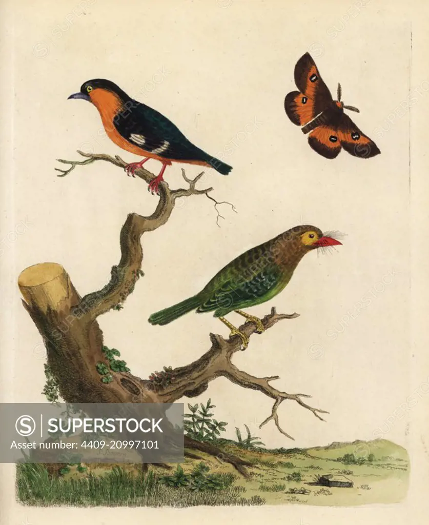 Brown-headed barbet, Psilopogon zeylanicus, and common iora (Indian), Aegithina tiphia multicolor. (Yellow cheeked barbet, Bucco zeylanicus and Ceylon black cap, Motacilla zeylonica.) and Phalaena proserpina moth. After an illustration by Pieter de Bevere supplied by Governor Joan Gideon Loten. Handcoloured copperplate engraving by Peter Brown from his New Illustrations of Zoology, B. White, London, 1776.