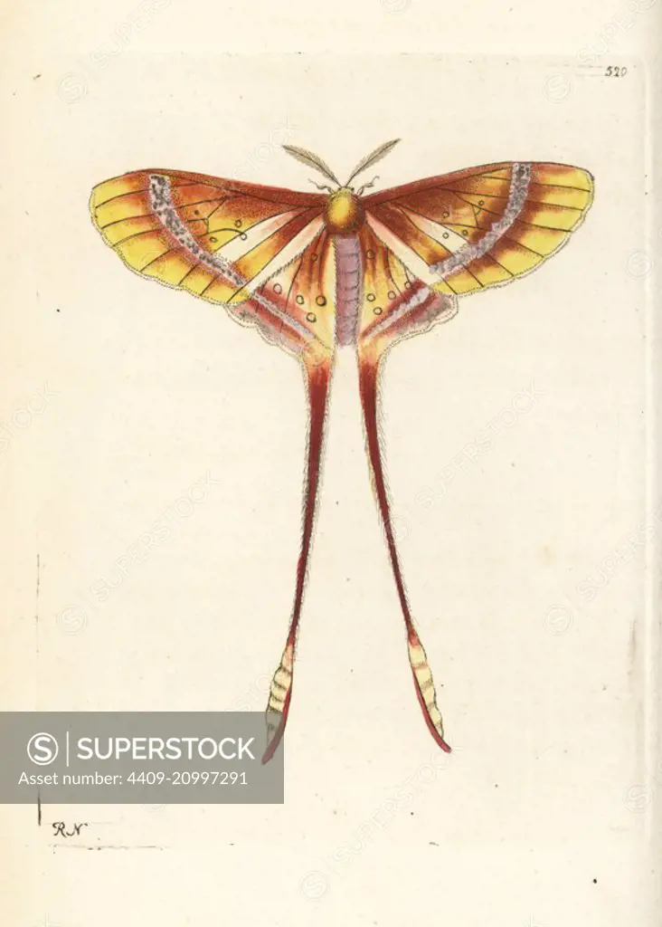 Luna or comet moth, Actias species (Long-tailed phalaena, Phalaena macroura.) Illustration drawn and engraved by Richard Polydore Nodder. Handcoloured copperplate engraving from George Shaw and Frederick Nodder's The Naturalist's Miscellany, London, 1802.