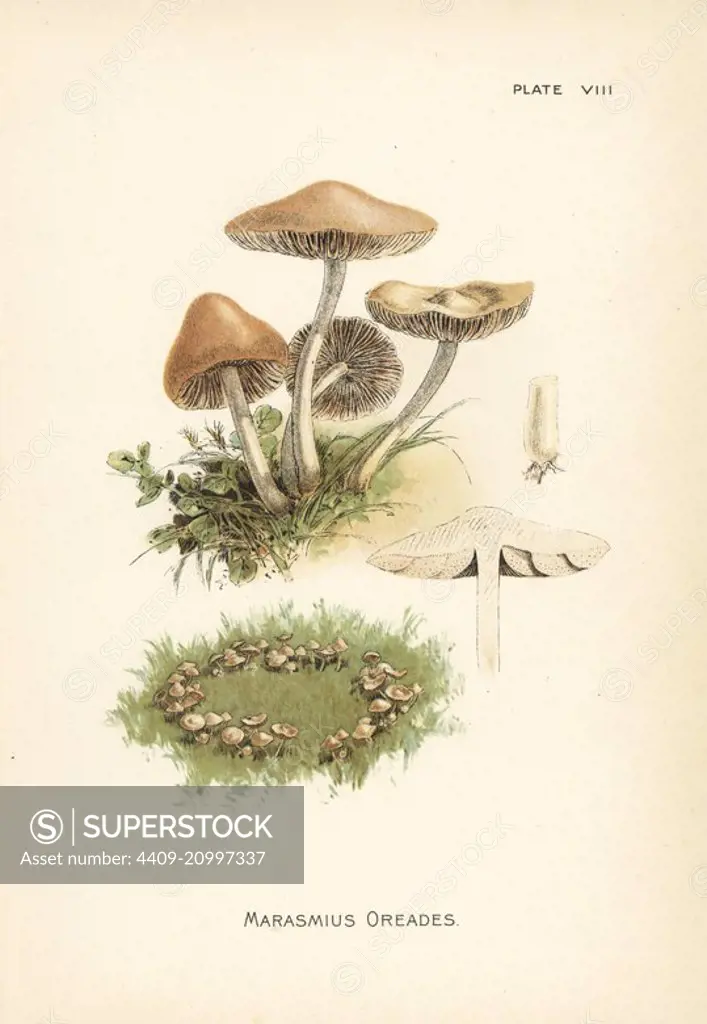 Scotch bonnet or fairy ring mushroom, Marasmius oreades. Chromolithograph after a botanical illustration by William Hamilton Gibson from his book Our Edible Toadstools and Mushrooms, Harper, New York, 1895.