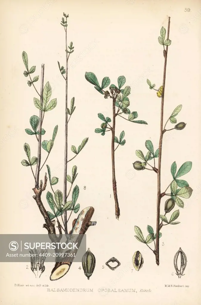 Balm of Gilead, Commiphora gileadensis (Balsamodendrum opobalsamum). Handcoloured lithograph by Hanhart after a botanical illustration by David Blair from Robert Bentley and Henry Trimen's Medicinal Plants, London, 1880.