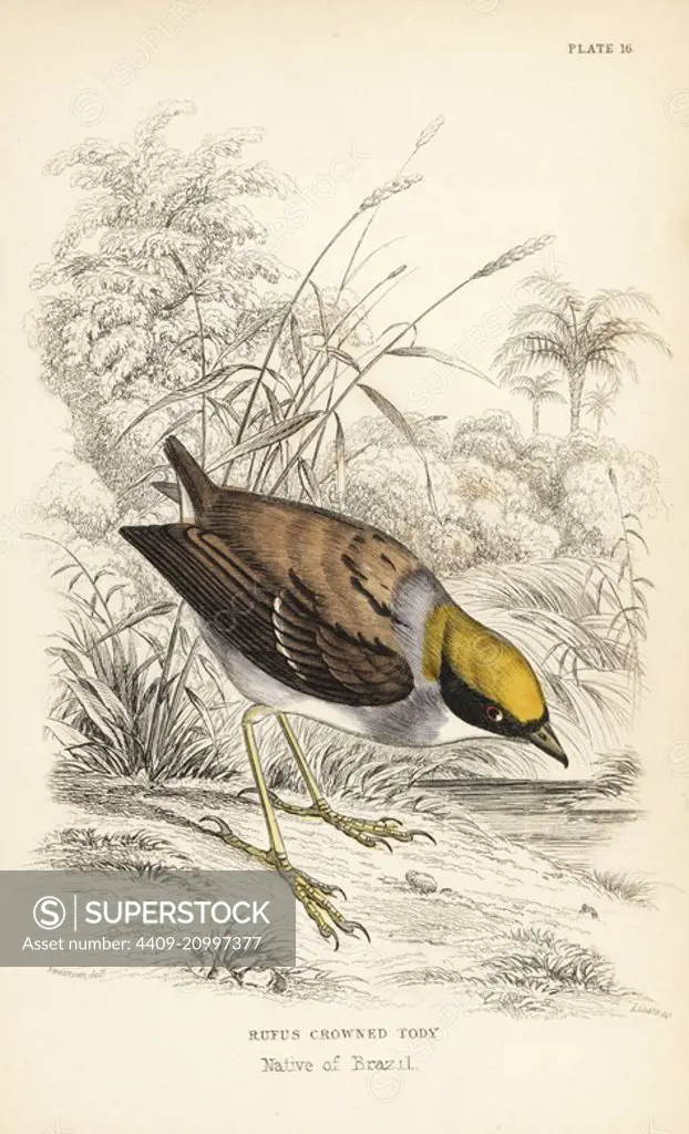 Rufous-crowned tody-flycatcher, Poecilotriccus ruficeps (Rufus crowned tody, Conopophaga ruficeps). Handcoloured steel engraving by William Lizars after an illustration by William Swainson from Sir William Jardine's Naturalist's Library: Ornithology: Flycatchers, Edinburgh, W.H. Lizars, 1836.