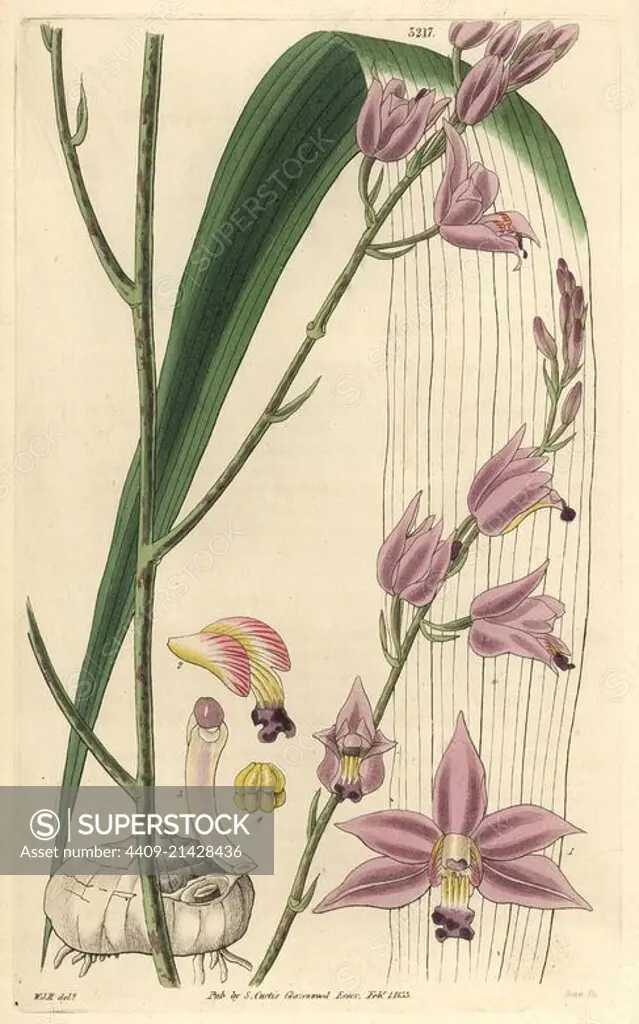 Sharp-petaled bletia or pine pink orchid, Bletia acutipetala or Bletia purpurea. Illustration drawn by William Jackson Hooker, engraved by Swan. Handcolored copperplate engraving from William Curtis's "The Botanical Magazine," Samuel Curtis, 1833. Hooker (1785-1865) was an English botanist, writer and artist. He was Regius Professor of Botany at Glasgow University, and editor of Curtis' "Botanical Magazine" from 1827 to 1865. In 1841, he was appointed director of the Royal Botanic Gardens at Kew