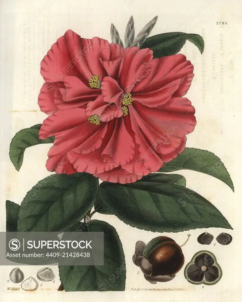 Camellia reticulata. . Captain Rawe's camellia, with scarlet flowers, deep green leaves, fruit and seeds of the Waratah Camellia. A native of Yunnan, China.. . Illustration by WJ Hooker, engraved by Swan. Handcolored copperplate engraving from William Curtis's "The Botanical Magazine" 1827.. . William Jackson Hooker (1785-1865) was an English botanist, writer and artist. He was Regius Professor of Botany at Glasgow University, and editor of Curtis's "Botanical Magazine" from 1827 to 1865. In 184