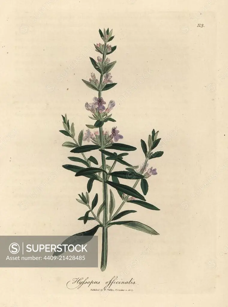 Purple flowered hyssop, Hyssopus officinalis. Handcolored copperplate engraving from a botanical illustration by James Sowerby from William Woodville and Sir William Jackson Hooker's "Medical Botany" 1832. The tireless Sowerby (1757-1822) drew over 2,500 plants for Smith's mammoth "English Botany" (1790-1814) and 440 mushrooms for "Coloured Figures of English Fungi " (1797) among many other works.