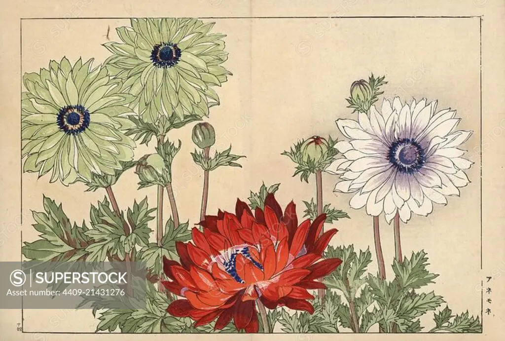 Anemone varieties. Handcoloured woodblock print from Konan Tanigami's "Seiyou Sokazufu" (Pictorial Album of Western Plants and Flowers: Spring), Unsodo, Kyoto, 1917. Tanigami (1879-1928) depicted 125 varieties of garden plants through the four seasons.