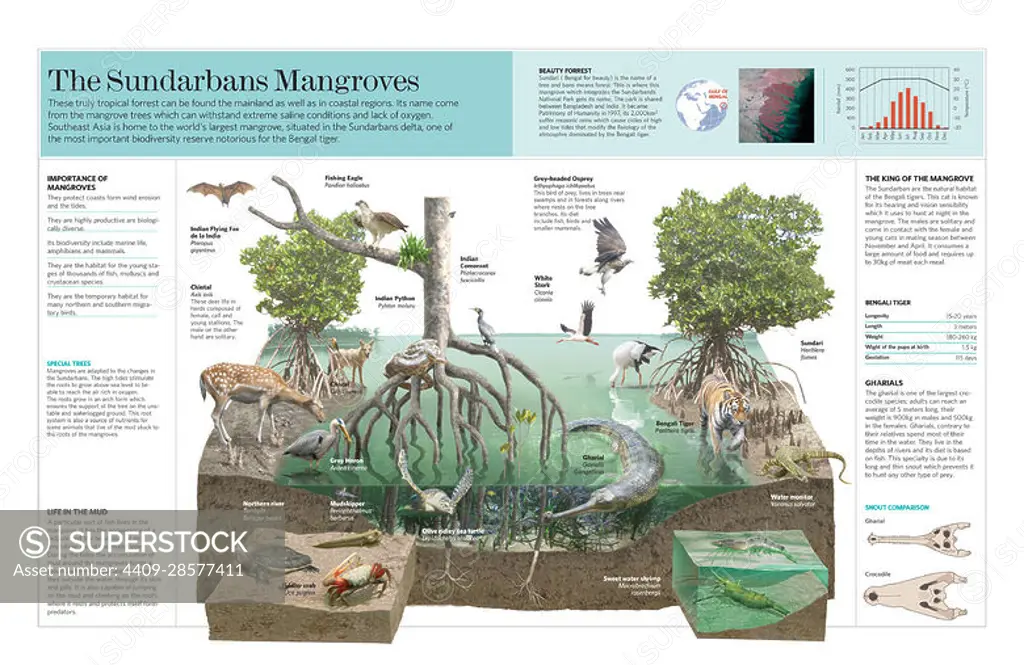 Infographic of the ecosystem of the Sundarbans Mangroves (Bangladesh). QuarkXPress (.qxp); Adobe InDesign (.indd); 5000x3252.