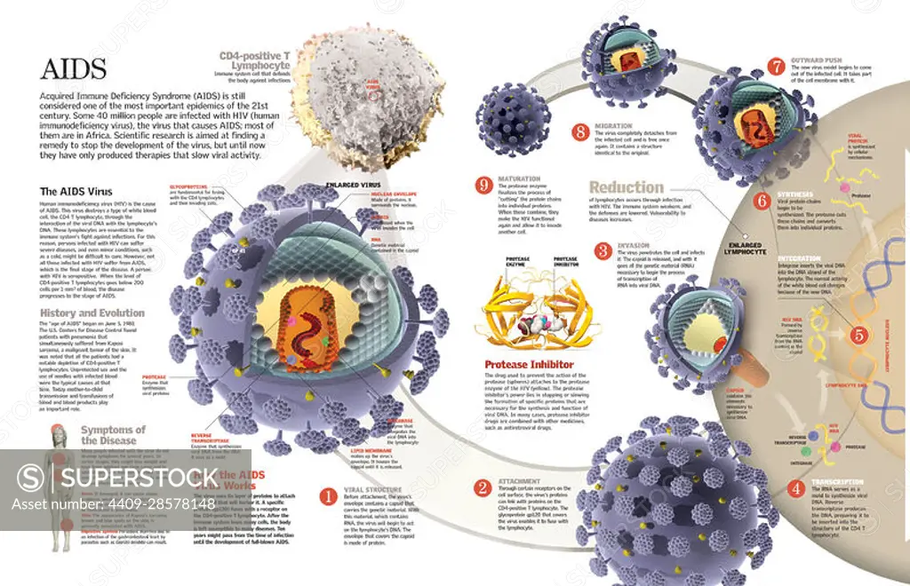 Infographic of the infection by the AIDS virus from the moment it invades the cell to its propagation, and the consequences of the immune system. QuarkXPress (.qxp); 6259x4015.