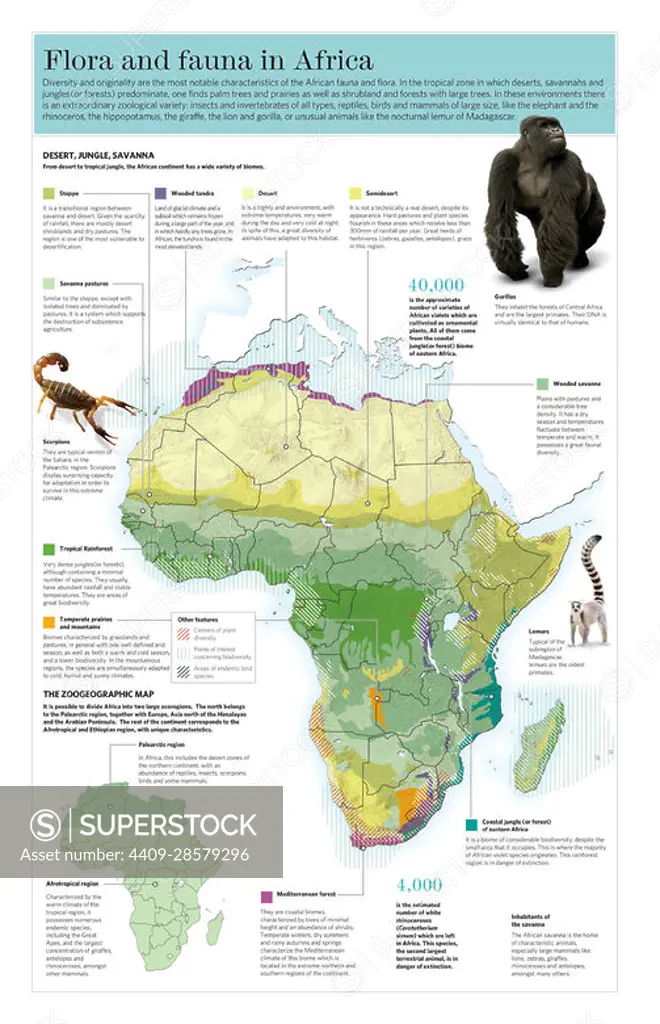 Infographic of biomes and ecosystems of the African continent and its flora and fauna. Adobe Illustrator (.ai); 3661x5669.