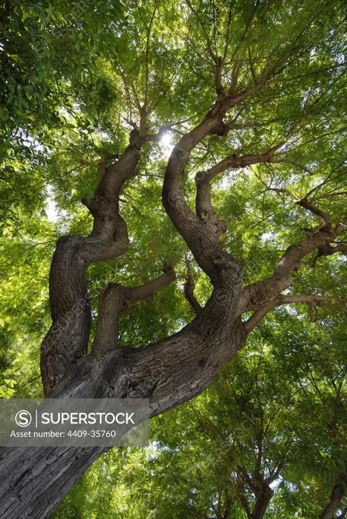 Arbol en el bosque con rayo de sol a contraluz.